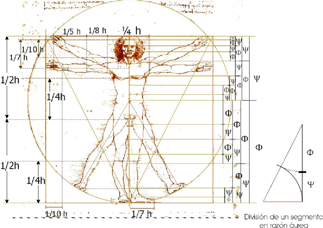 INGENIERIA DEL CUERPO HUMANO